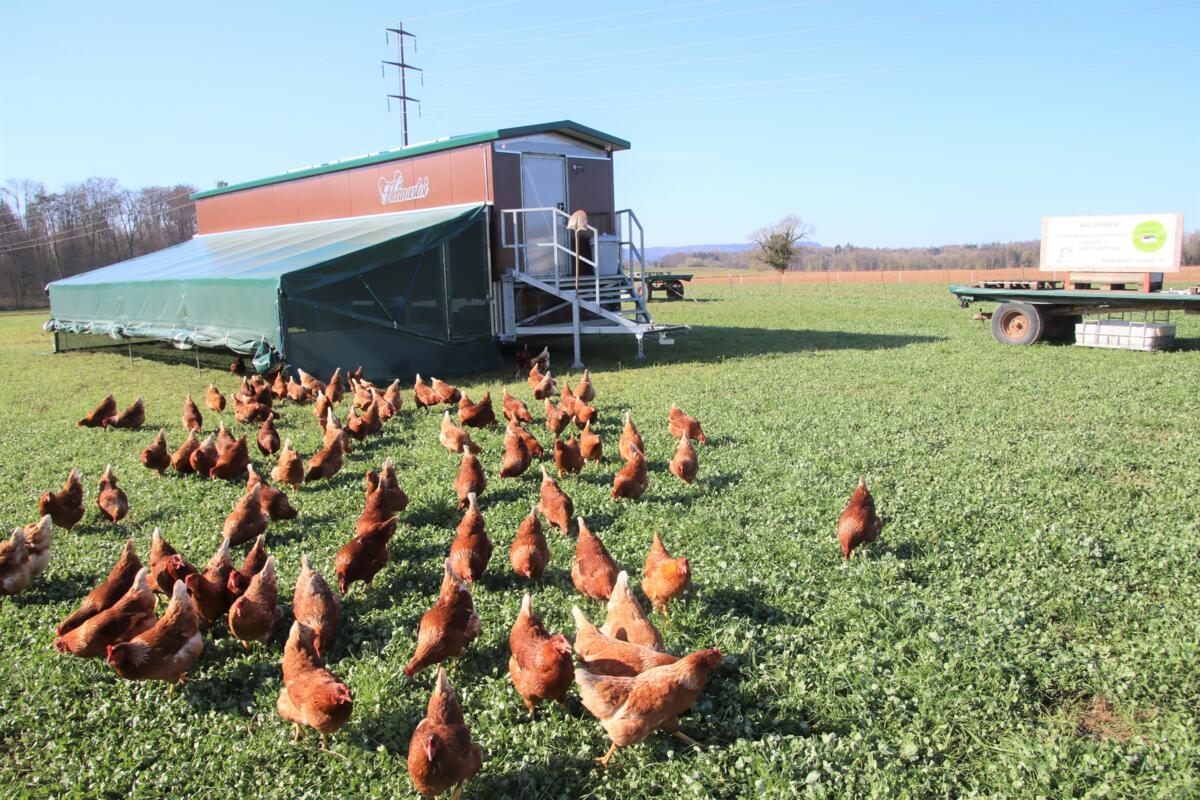 Die Vogelgrippe sorgt dafür, dass sich diese Hühner vorerst nicht mehr im Freien aufhalten dürfen.