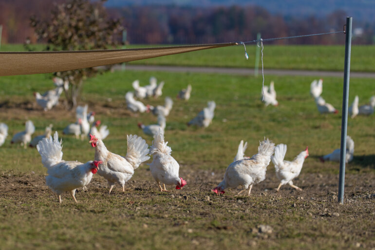 Hühner_Weide