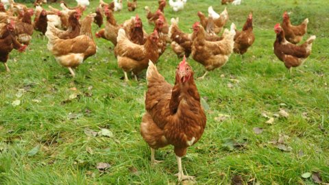 Huhn auf Weide