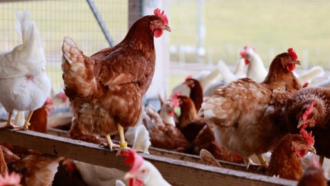 Huhn_Röthlisberger