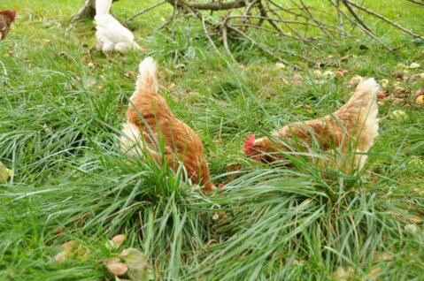 Huhn_Weide_