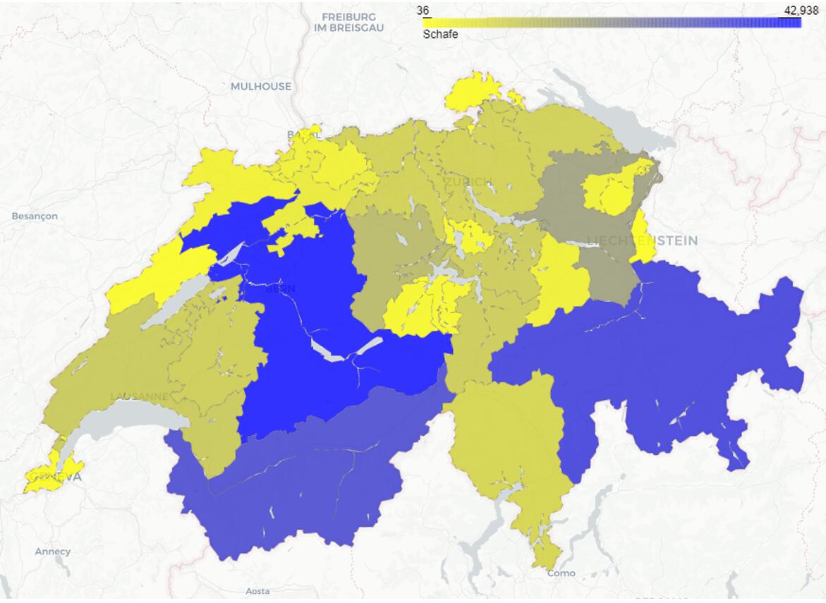 Der Kanton Bern hält vor Graubünden, Wallis und St. Gallen am meisten Schafe.
