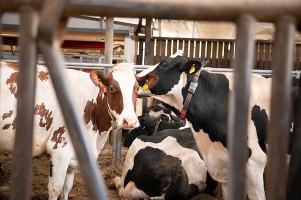 Lely - Früherkennung ohne Milch