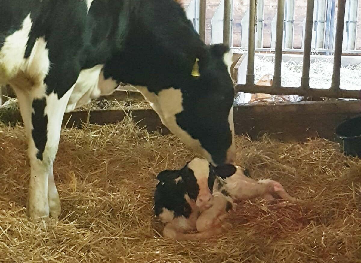 Bessere Fruchtbarkeit dank gutem Geburtsmanagement?