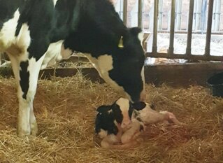 IMG-20181224-WA0003_korr__