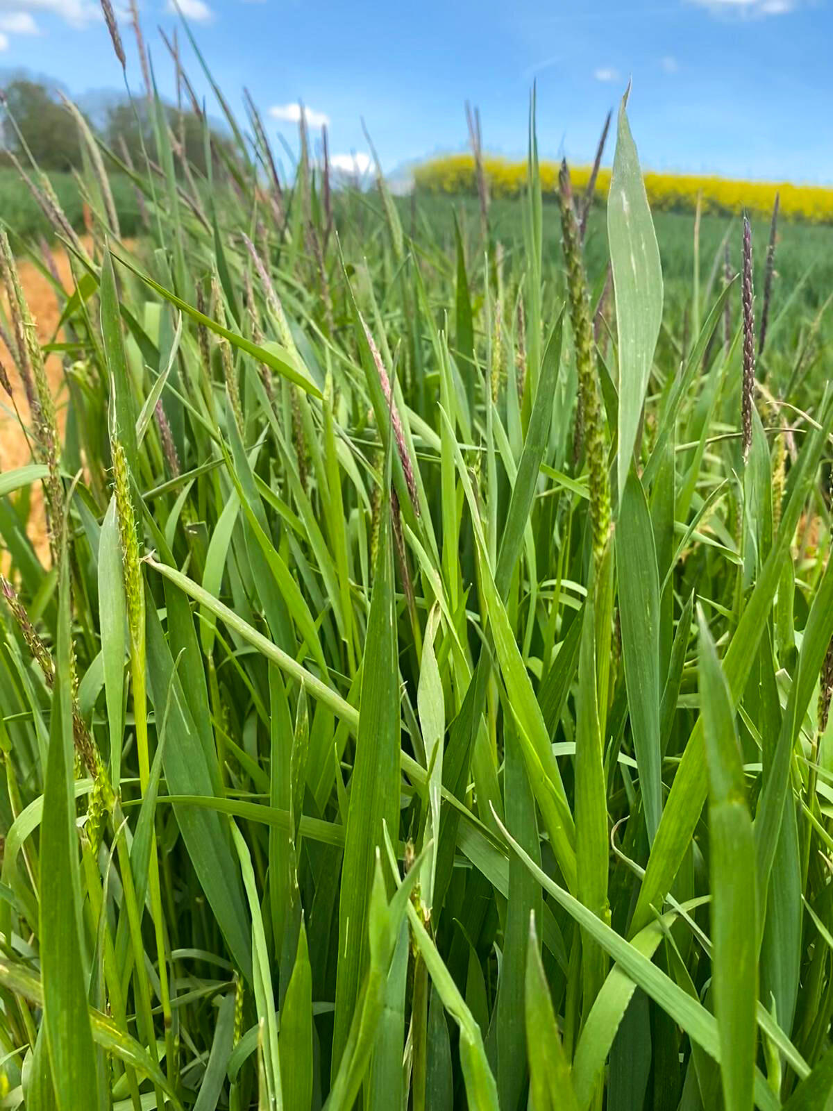 Gestion des adventices dans les céréales