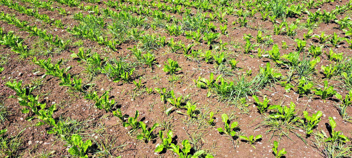Stratégies herbicides dans les betteraves