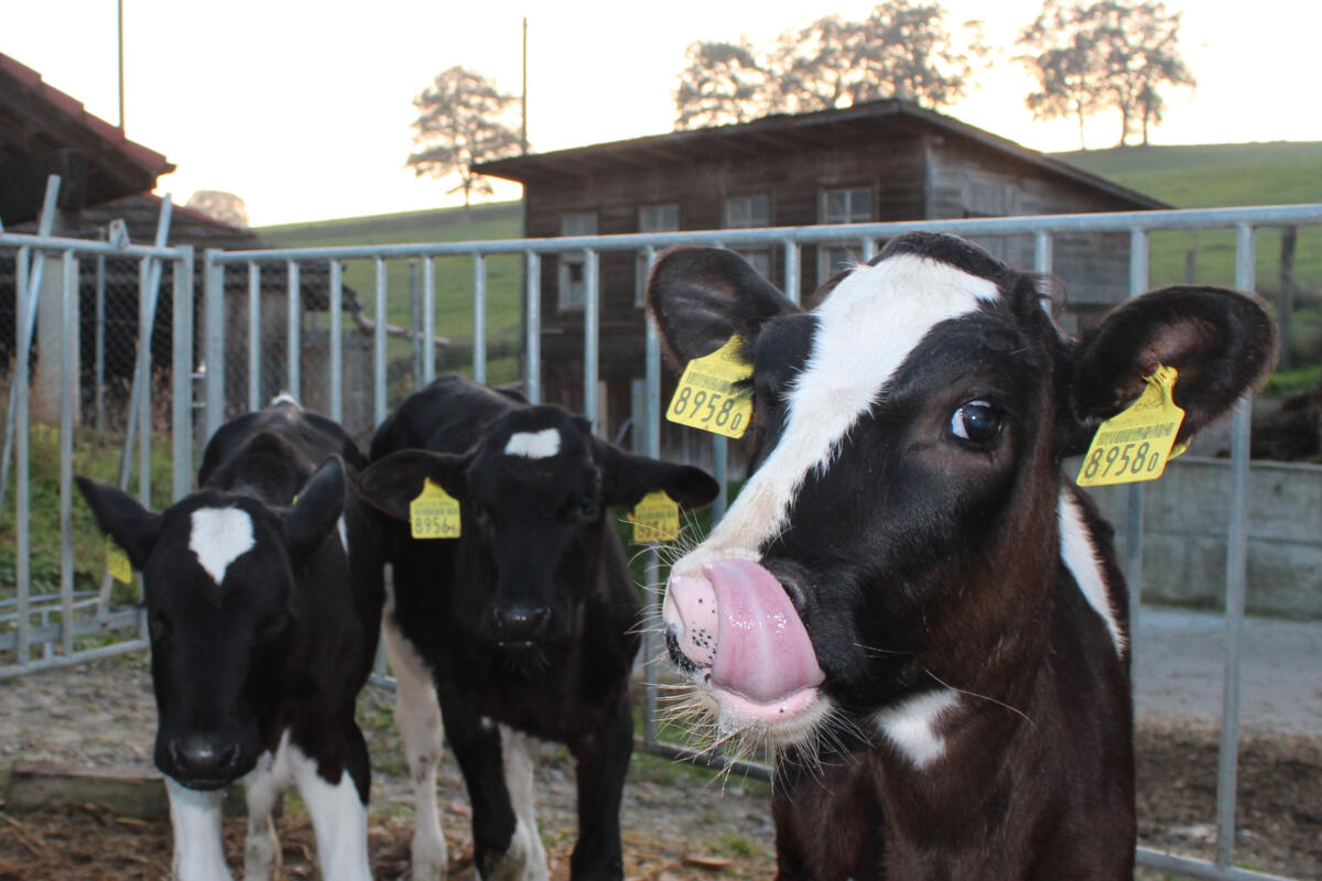 L’homéopathie chez les gros animaux