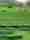alt_text