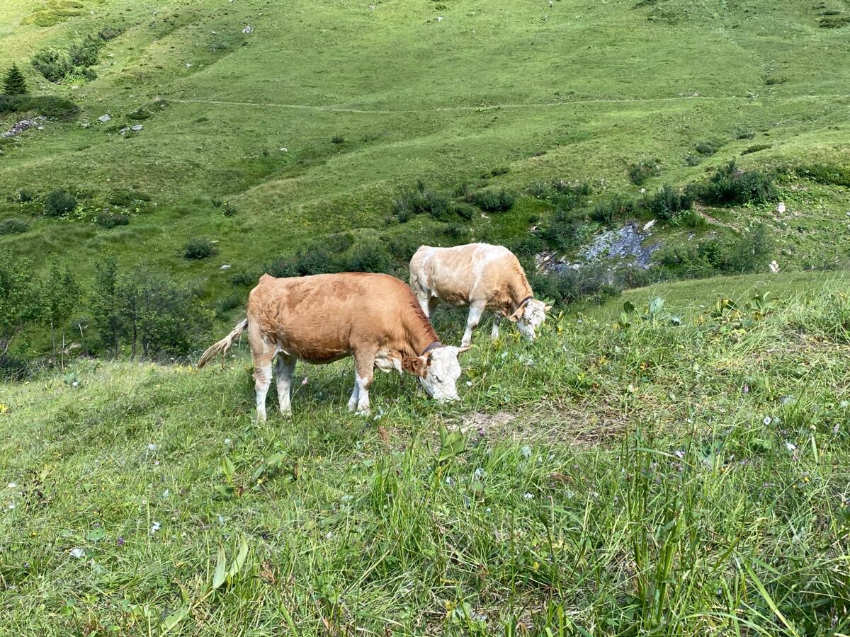 Klauenprobleme sind auf grösseren Rinderalpen ein häufiges Problem. Ein Projekt will jetzt den Ursachen auf den Grund gehen. 
