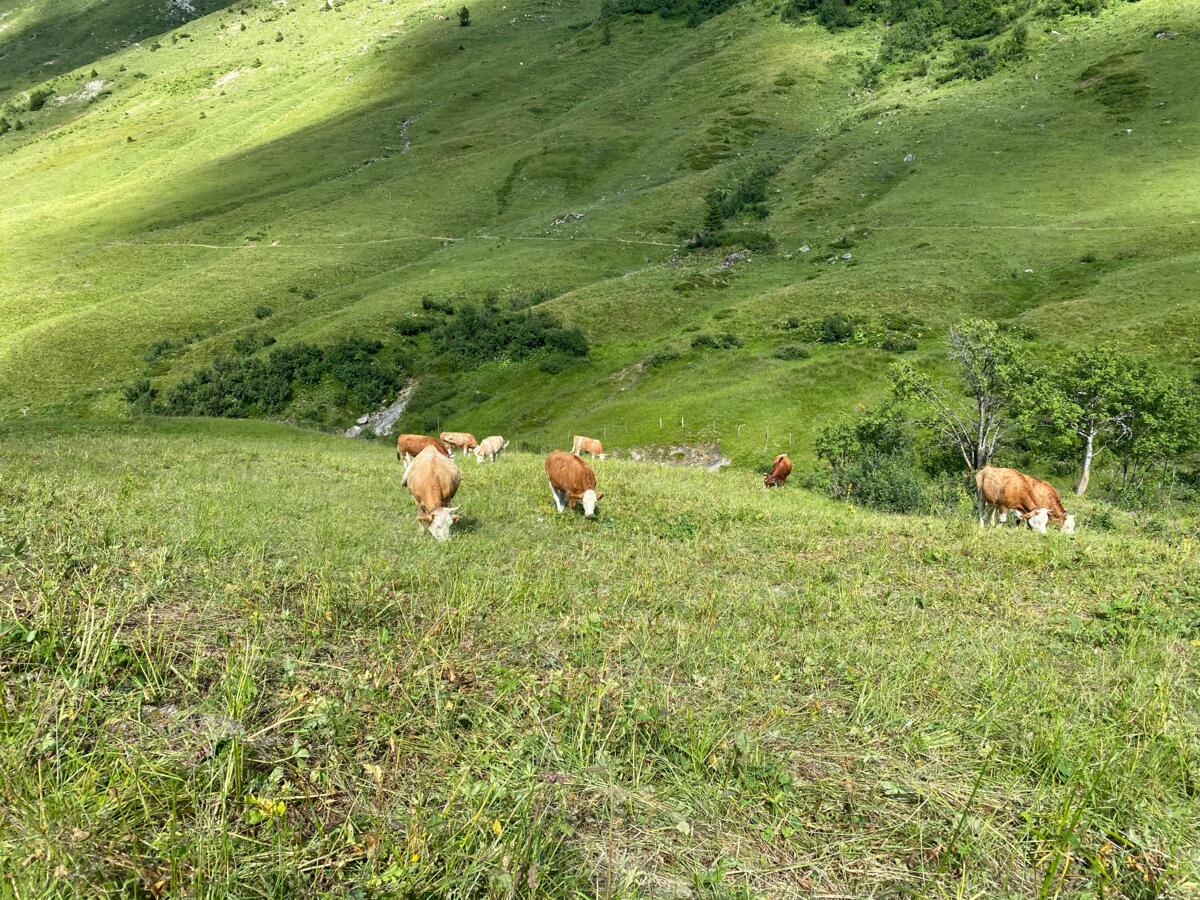 Neue Rückkaufspreise in der Vertragsaufzucht