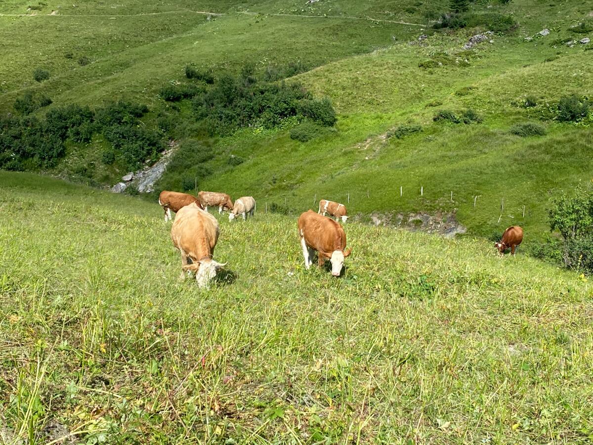 Neue Rückkaufpreise in der Vertragsaufzucht