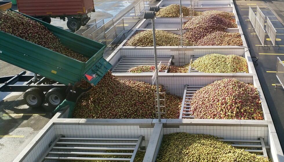 Récolte moyenne attendue pour les fruits à cidre