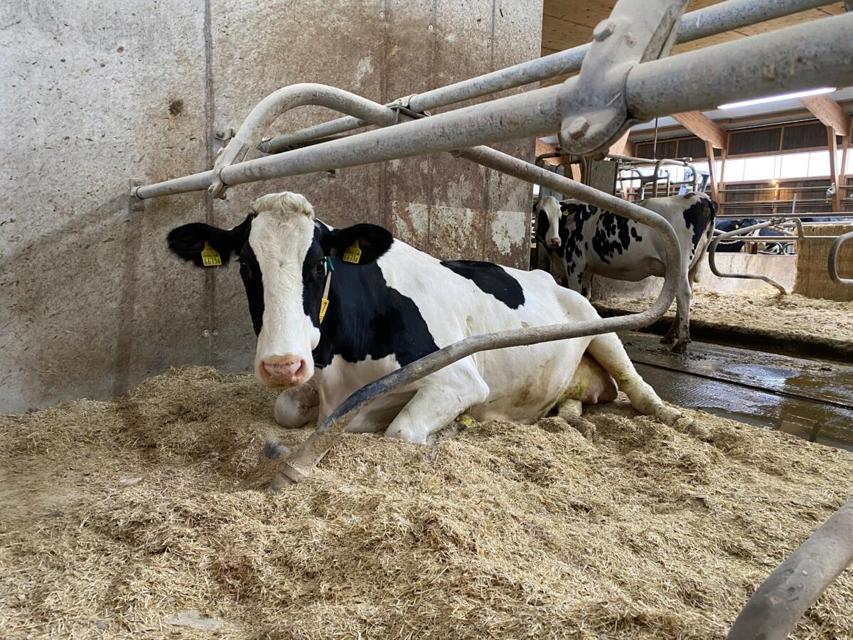 Gute Hygiene im Stall und somit auch saubere und trockene Einstreu ist wichtig.