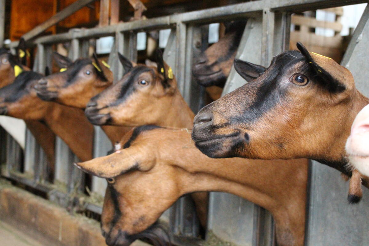 La majorité des éleveurs d'ovins et de caprins ont notifié correctement.