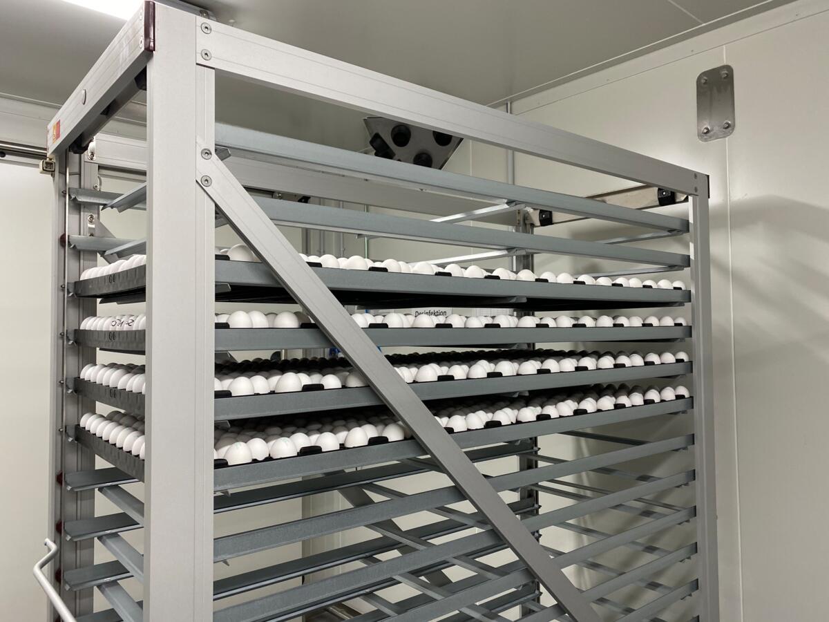 Die Geschlechtsbestimmung im Ei am 9. Tag könnte in der Schweiz den Ausstieg aus dem Kükentöten bedeuten.