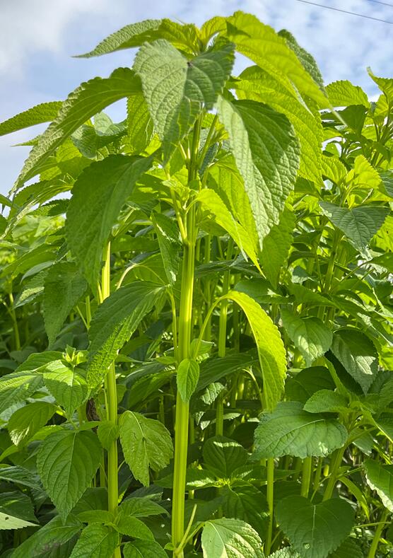Le chia, nouvel allié des engrais verts estivaux