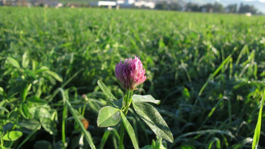 Ein höherer Leguminosenanteil im Grünland reduzieren die Lachgas-Emissionen bei gleichbleibendem Ertrag und gleicher Futterqualität.