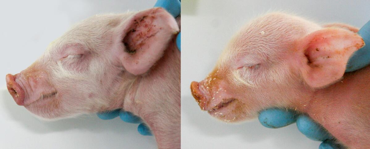 Normales Ferkel (links); typische Kopfform eines Ferkels mit intrauteriner Wachstumsverzögerung (rechts).
