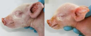 IUGR Ferkel_Bild online