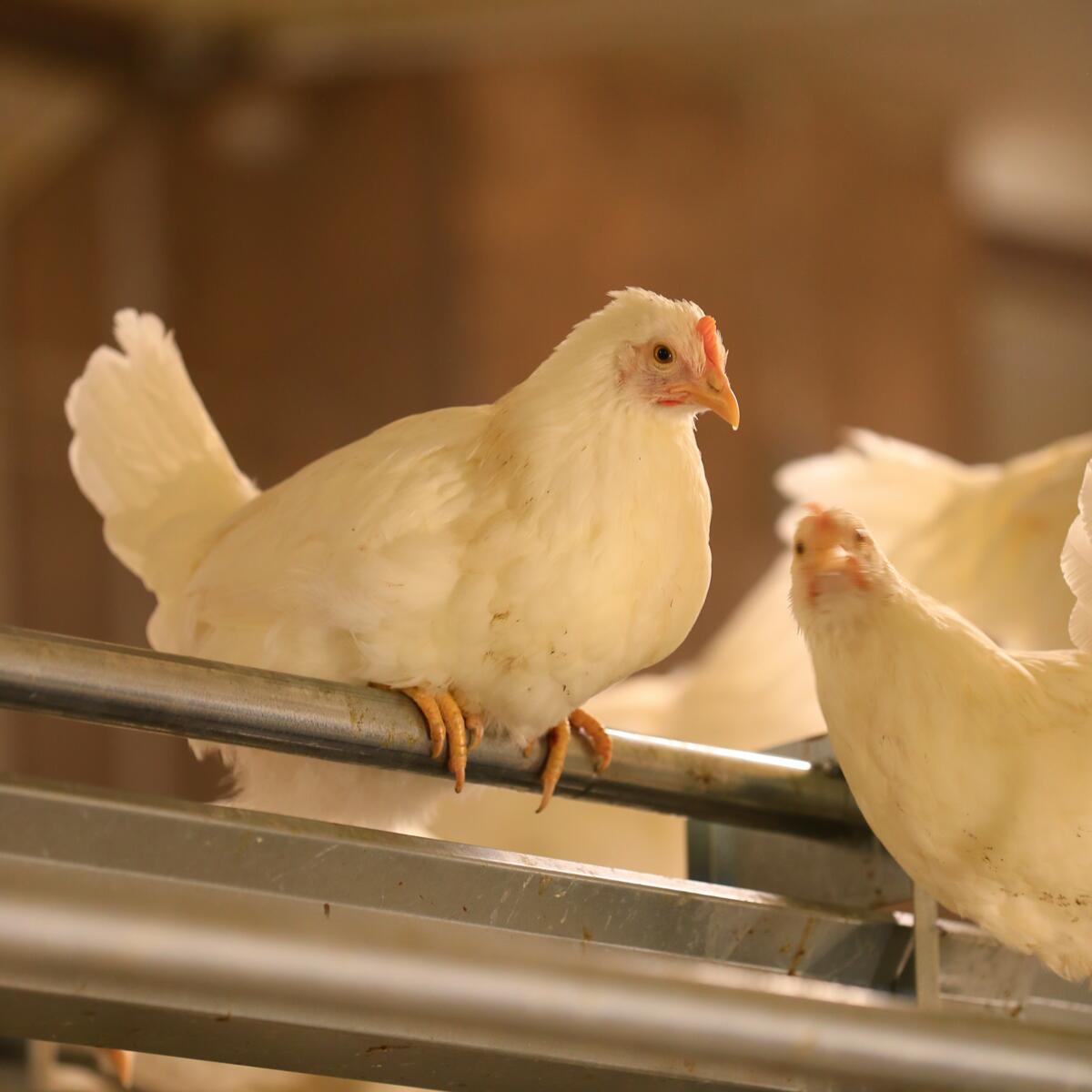 L’aide du vétérinaire: «Comment protéger mon cheptel de la BI ? »