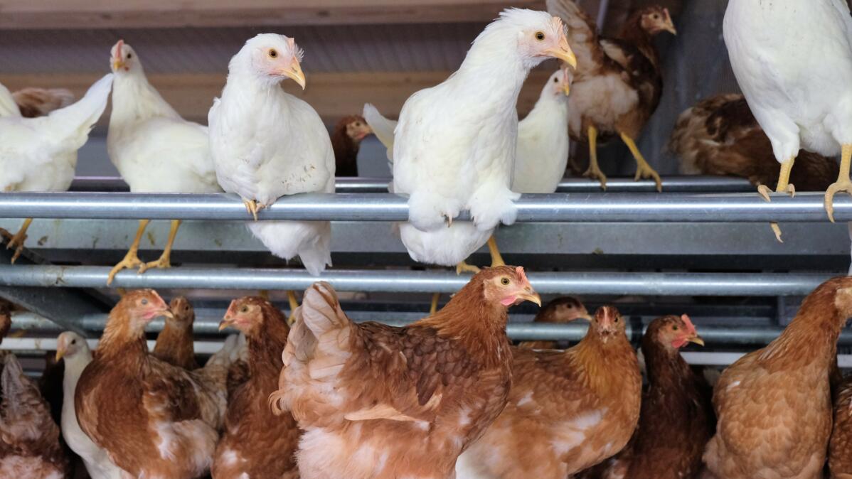 Fütterung und Betreuung während der Aufzucht