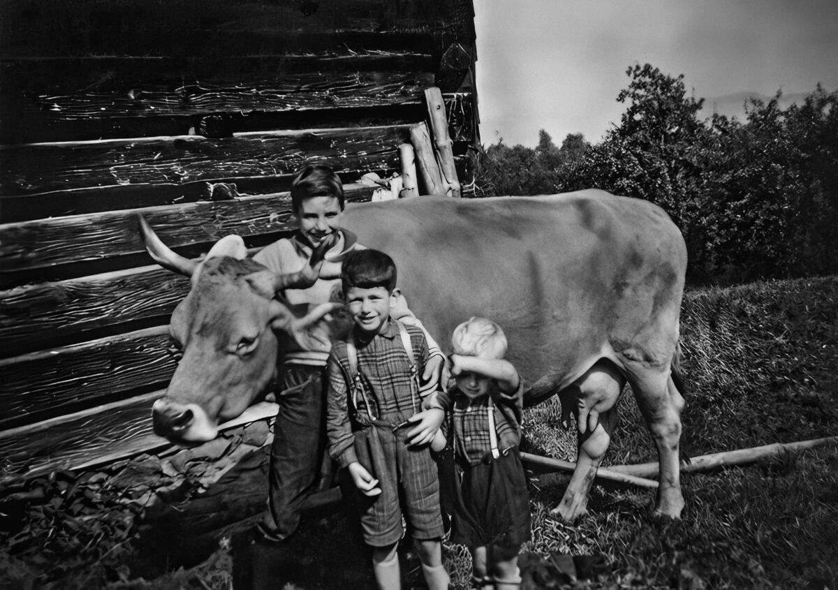 Lotti la vache en 1959 au Rischberg (Küssnacht, SZ). 