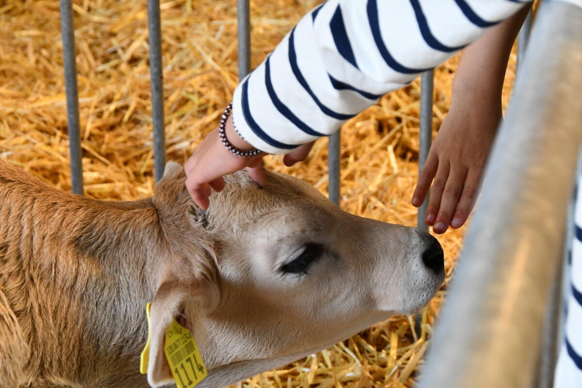 Die Kälber werden gern gestreichelt.