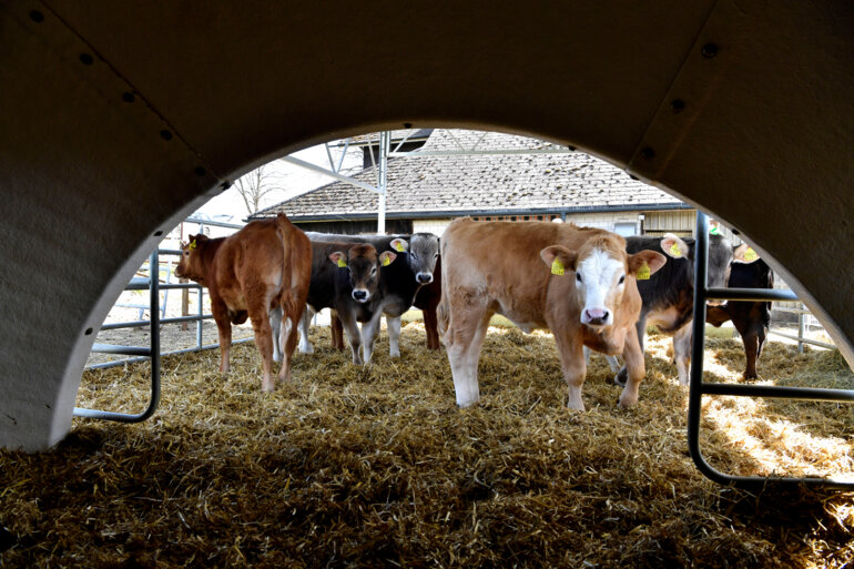 Kälbermast_Bild_Iglu