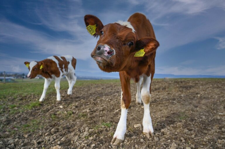 Kalb_Meldung Identitas_S.Eger