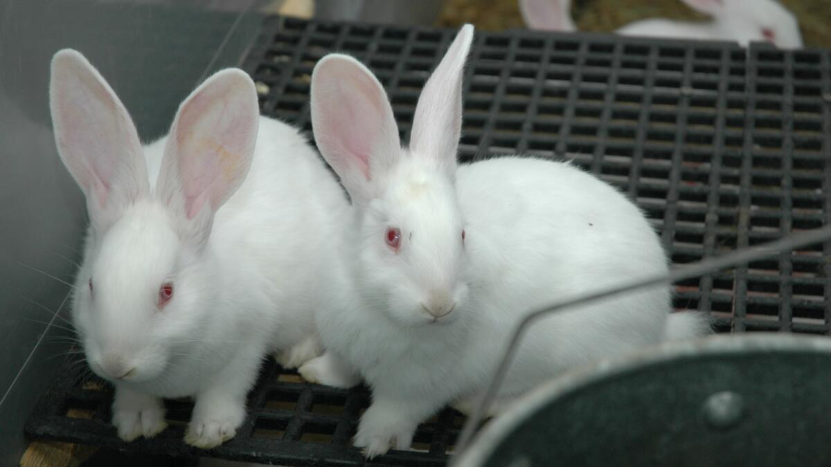 Hilfe vom Tierarzt: Wie verhindere ich Kokzidiose bei Kaninchen?