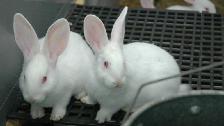 Kaninchen_UFA_