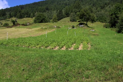 Kartoffel Feld Goms