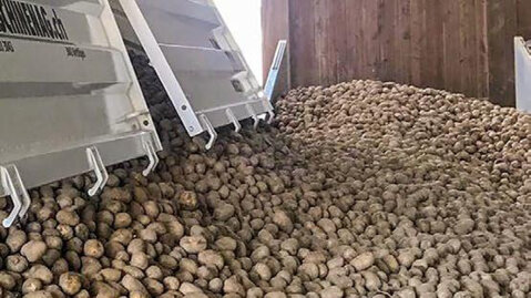 Kartoffelernte