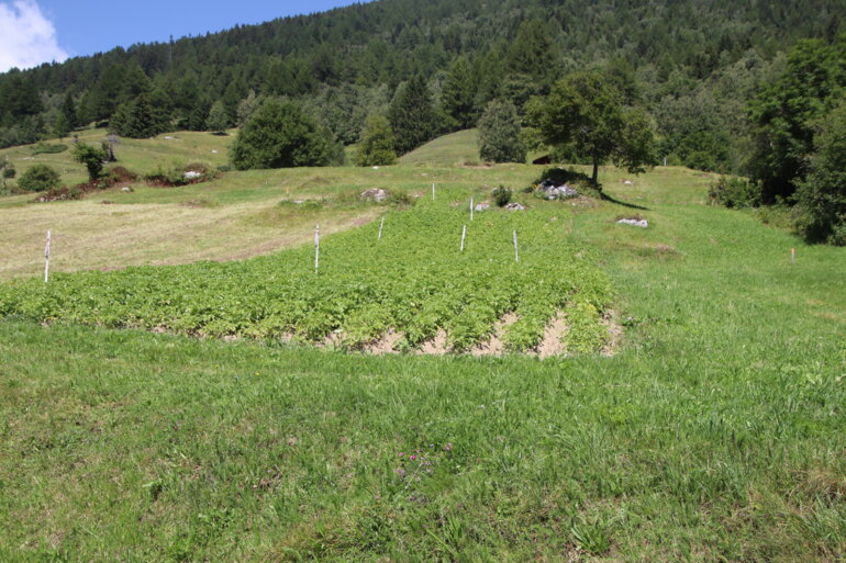 Kartoffelfeld Goms_Roland Müller