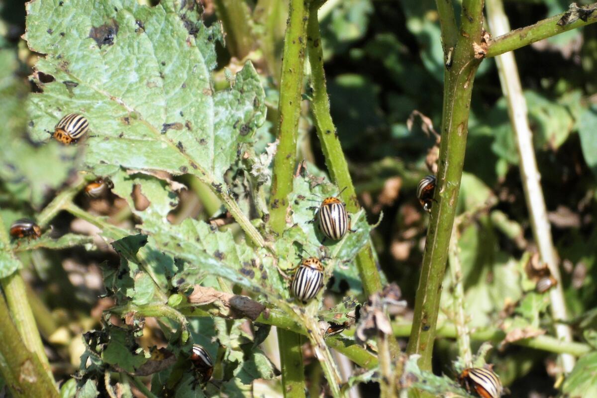 Die rund ein Zentimeter langen Kartoffelkäfer sind gut erkennbar