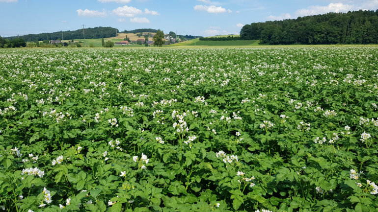Kartoffeln in Blüte