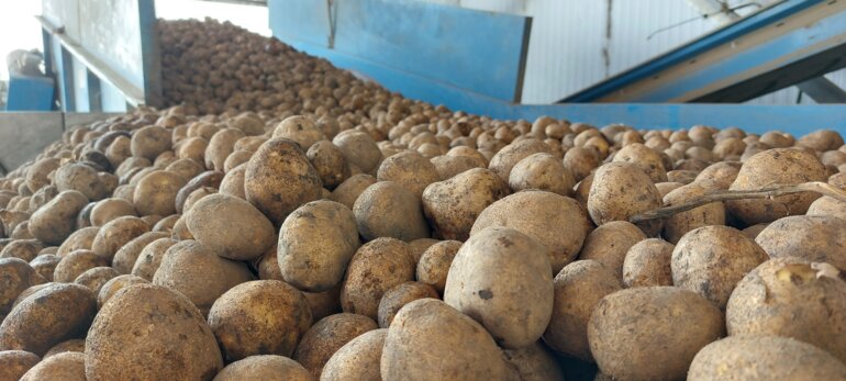 kartoffeln_10_23_kohli_f