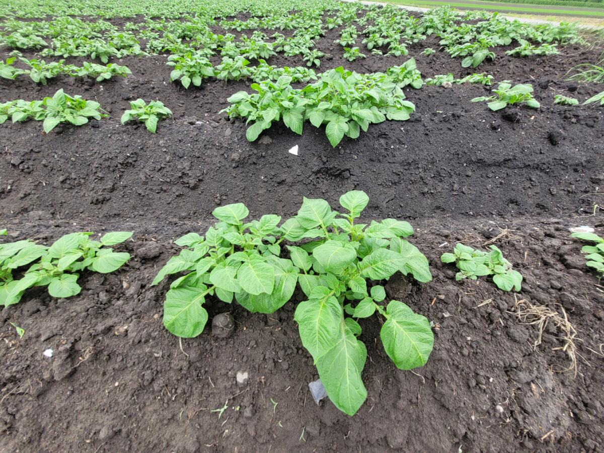 Le temps humide des derniers jours ainsi que les températures à deux chiffres favorisent la propagation du mildiou.