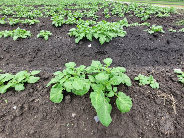 kartoffeln_2024_kek_d