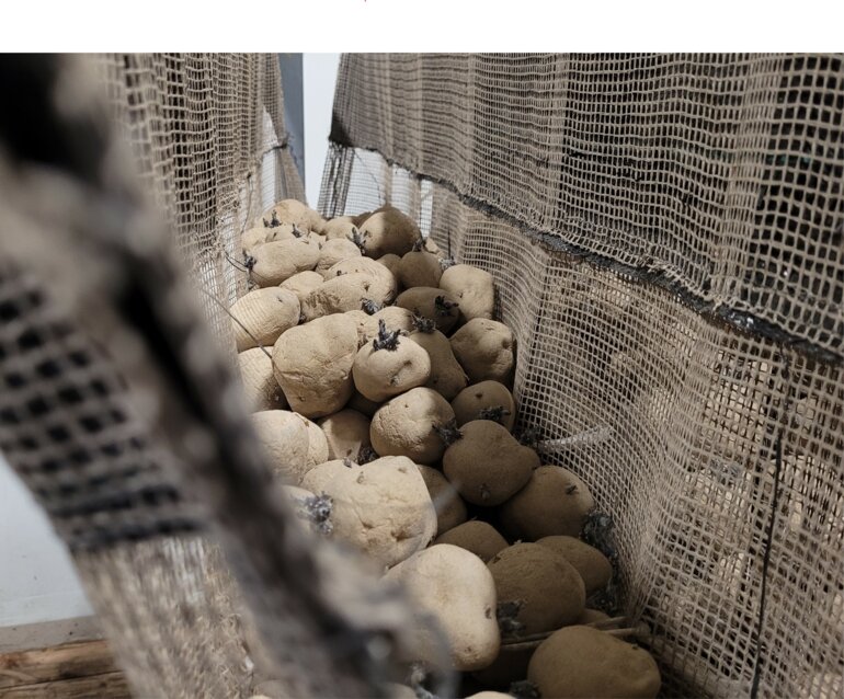 keimende_pflanzkartoffel_tannenhof_kek