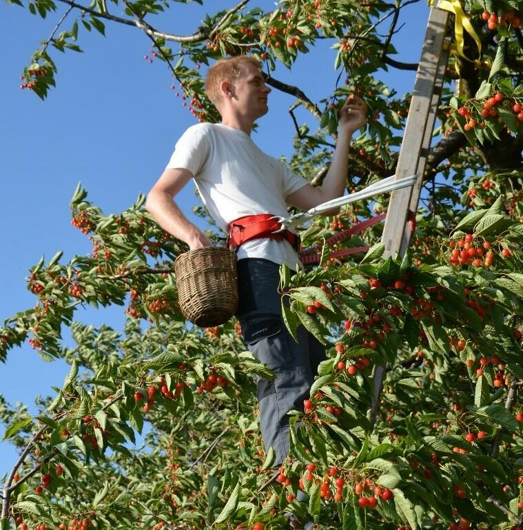 L'utilisation d'une ceinture pour la cueillette des fruits sur l'échelle sécurisée améliore considérablement la sécurité de la personne qui travaille.