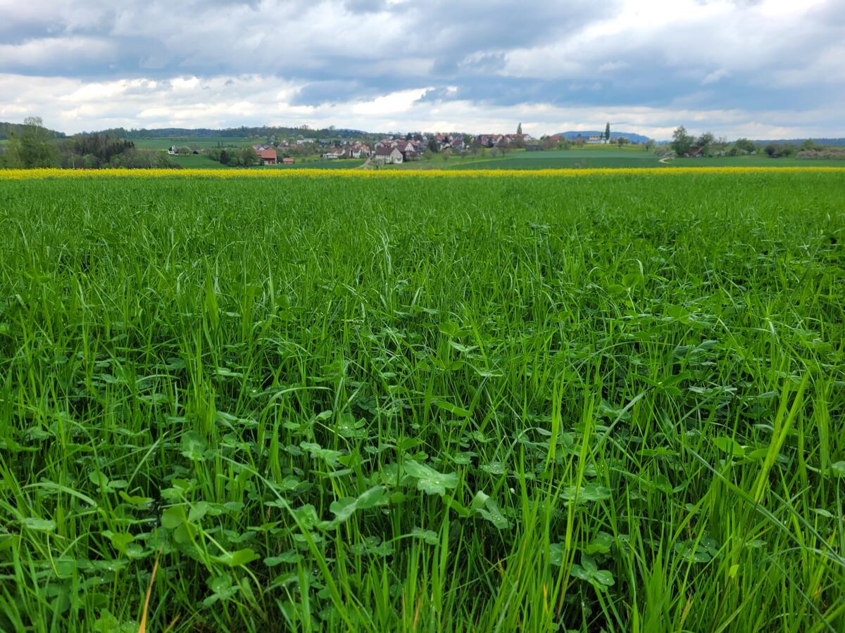 Gras-Klee-Mischungen hingegen maximierten die Biomasseproduktion bei geringem Risiko der Nitrat-Auswaschung.