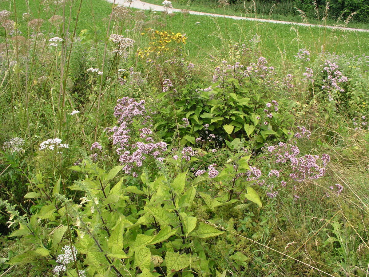 L’entretien des ourlets doit être effectué de manière aussi extensive que possible afin de protéger la faune.