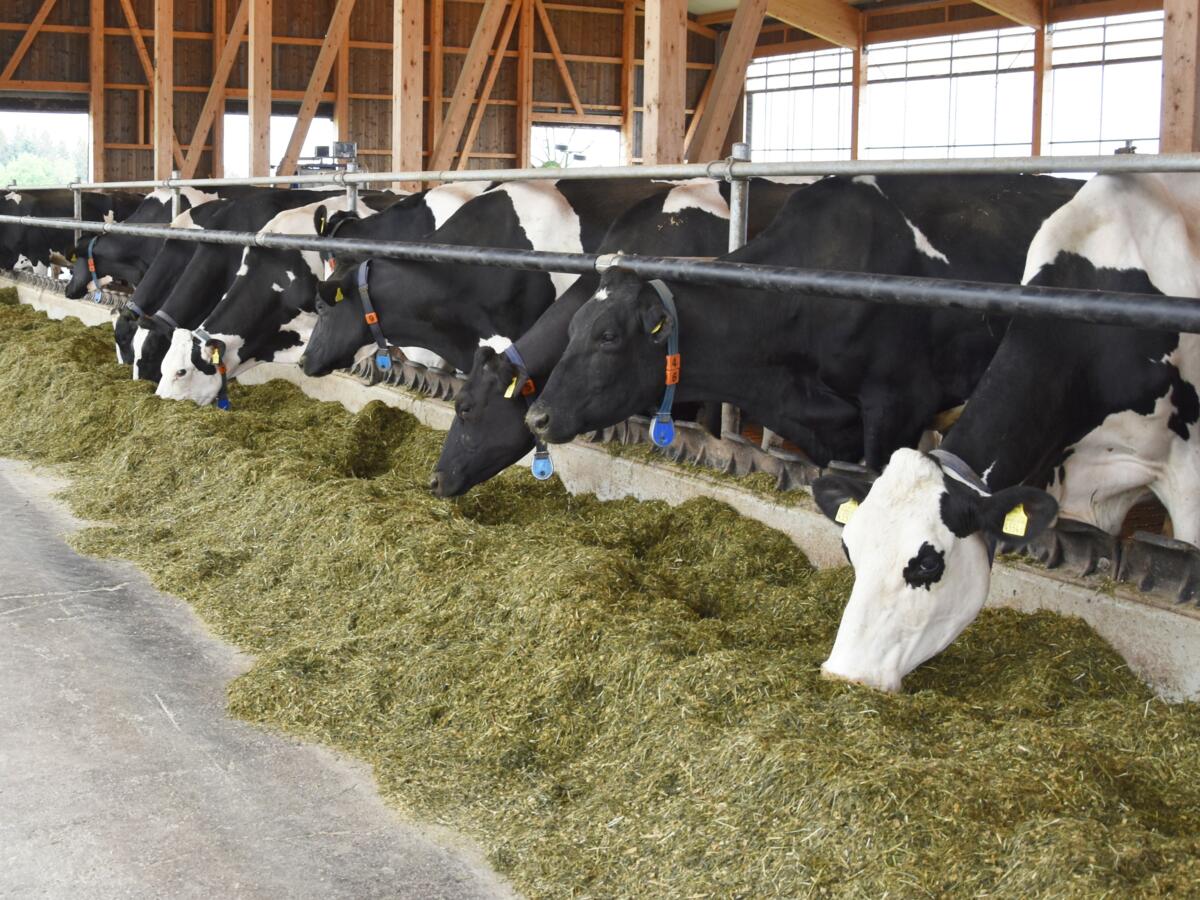 UFA Herd Support: Augmenter l’efficience de manière ciblée