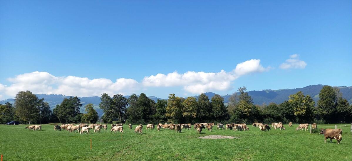 Le niveau de production de l'animal dépend essentiellement du fourrage produit sur l'exploitation.
