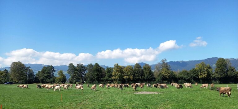 Kühe auf der Weide F_Landor