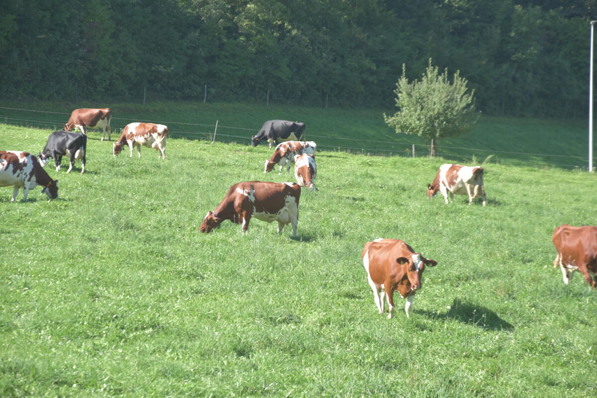 Tapis vert: les producteurs de lait encouragent le bien-être animal