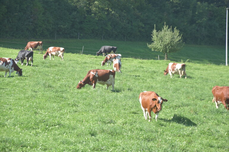 Kühe auf Weide (16)