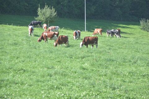 Kühe auf Weide (6)